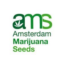 Amsterdam Marijuana Seeds