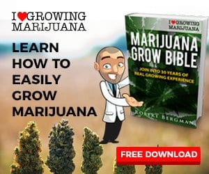 ILGM Grow Bible