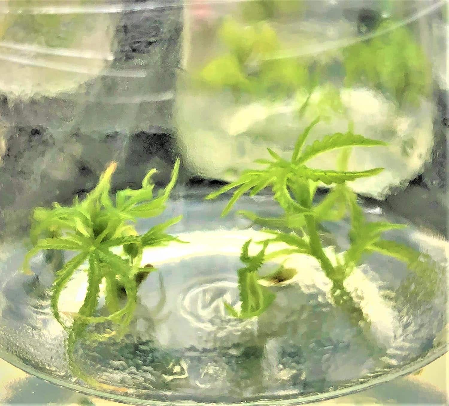 Cannabis Rooting Tissue Culture Media Pre Mixed Powder - Ready to Use