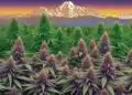 Afghan Kush Strain Review