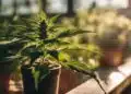 A thriving cannabis plant