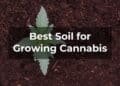 Best Soil for Growing Cannabis