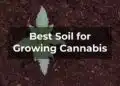 Best Soil for Growing Cannabis