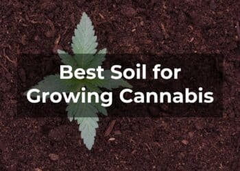 Best Soil for Growing Cannabis