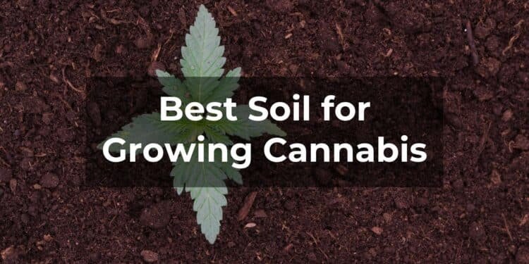 Best Soil for Growing Cannabis
