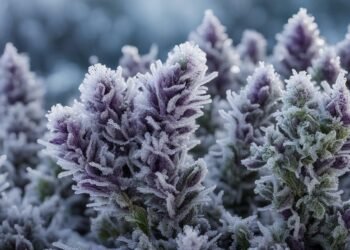 Black Ice Strain Review