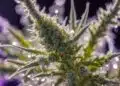 Cat Piss Strain Review