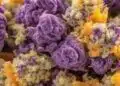 Gelato 45 Strain Review