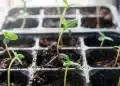 Germinating cannabis seeds have grown to cannabis seedlings
