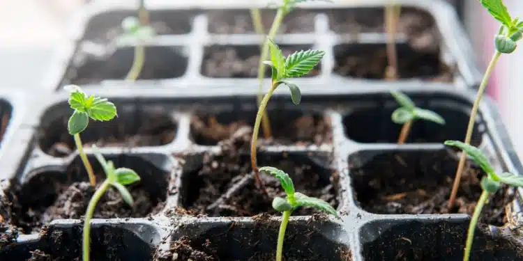 Germinating cannabis seeds have grown to cannabis seedlings