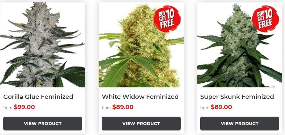 ILGM feminized seeds