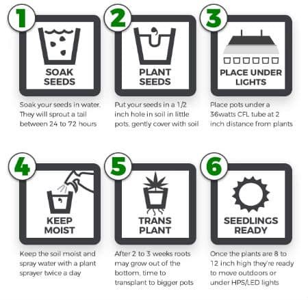 ILGM germination steps