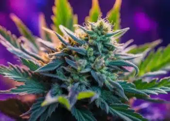 Jokerz Strain Review