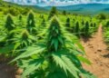 Lamb's Bread Strain Review