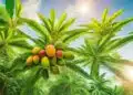 Mango Strain Review