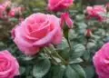 Pink Rozay Strain Review