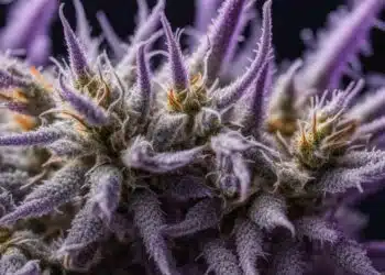 Platinum Purple Kush Strain Review