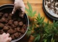 Weed Brownies