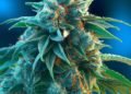 AC/DC Strain Review