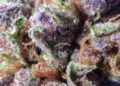 Afgoo Strain Review