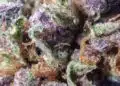 Afgoo Strain Review
