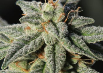 Amnesia Strain Review
