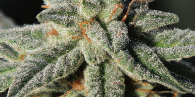 Amnesia Strain Review