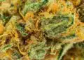 Banana OG Strain Review