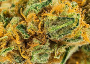 Banana OG Strain Review