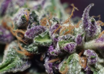 Berry White Strain Review