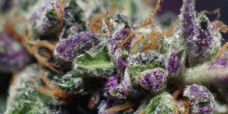 Berry White Strain Review