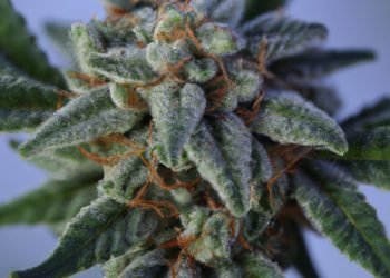 Bruce Banner Strain Review
