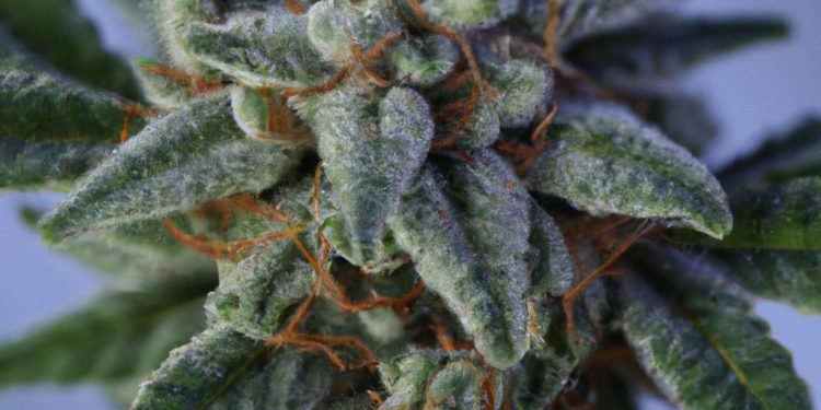 Bruce Banner Strain Review