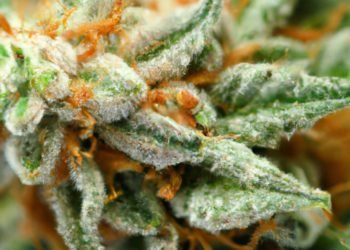 Bubba Kush Strain Review