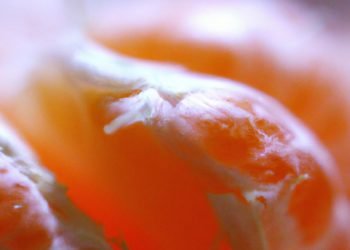 Clementine Strain Review