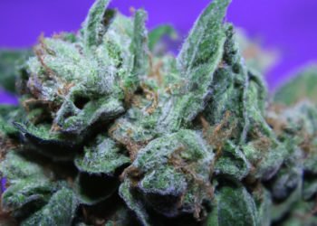 Cookies and Cream Strain Review