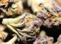 Cracker Jack Strain Review