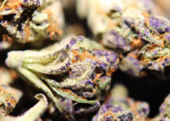 Cracker Jack Strain Review