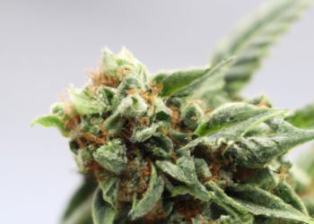 Critical Mass Strain Review