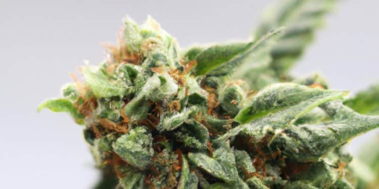 Critical Mass Strain Review