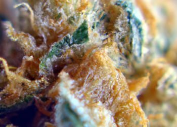 Do-si-dos Strain Review