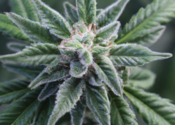 Durban Poison Strain Review