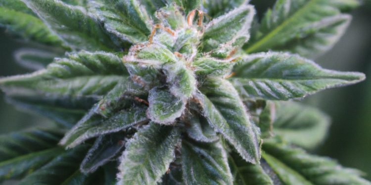 Durban Poison Strain Review