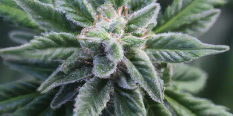 Durban Poison Strain Review