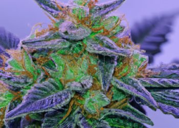 Dutch Treat Strain Review