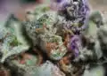 Fruity Pebbles Strain Review