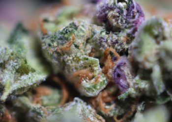 Fruity Pebbles Strain Review