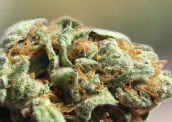 G-13 Strain Review