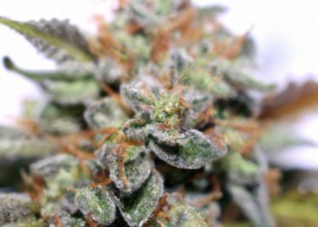 Girl Scout Cookies Strain Review