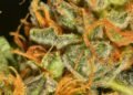 Golden Goat Strain Review